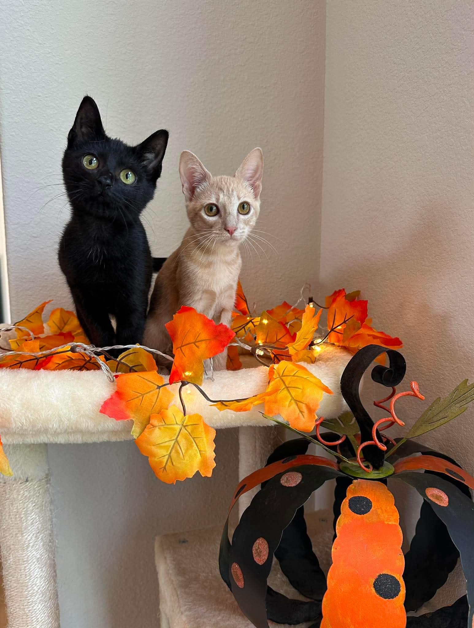 Firecracker - Sweet and affectionate, adopted, Kitten Female Domestic Short Hair.