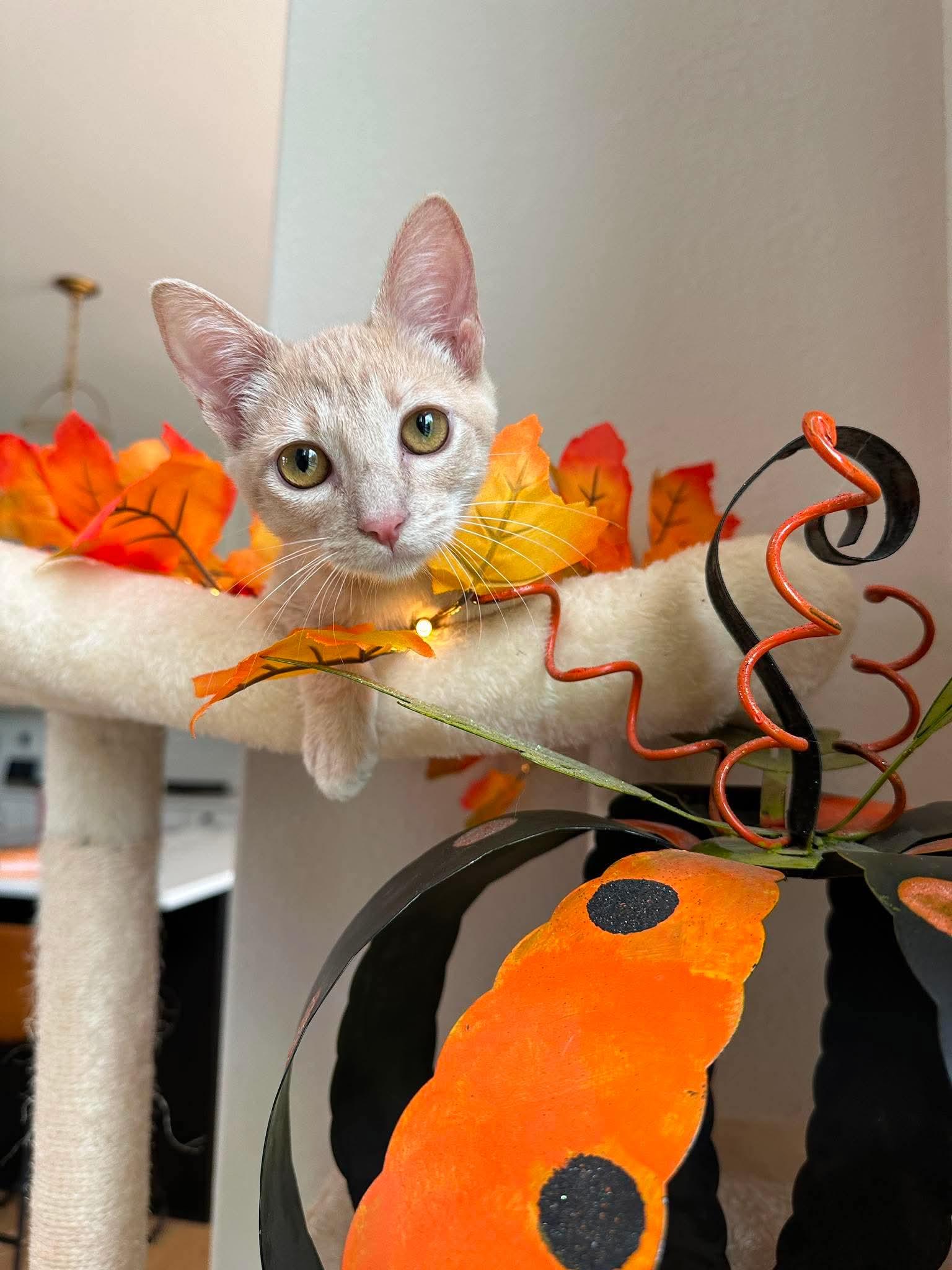 Firecracker - Sweet and affectionate, an adopted Domestic Short Hair in Waukesha, WI image 4/6