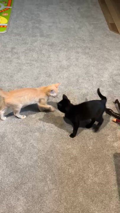Enlarge Firecracker - Sweet and affectionate, an adopted Domestic Short Hair in Waukesha, WI video 3/6