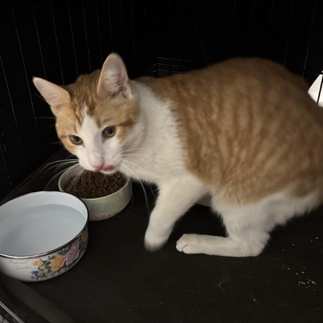 Enlarge Mr Potts, a Adoptable Domestic Short Hair in Williston, FL image 1/6