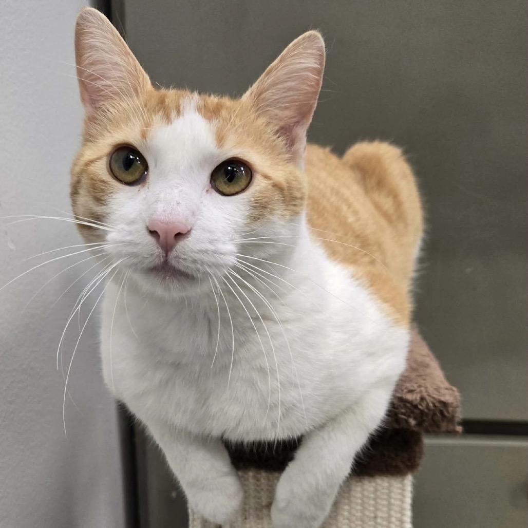 Enlarge Mr Potts, a Adoptable Domestic Short Hair in Williston, FL image 2/6