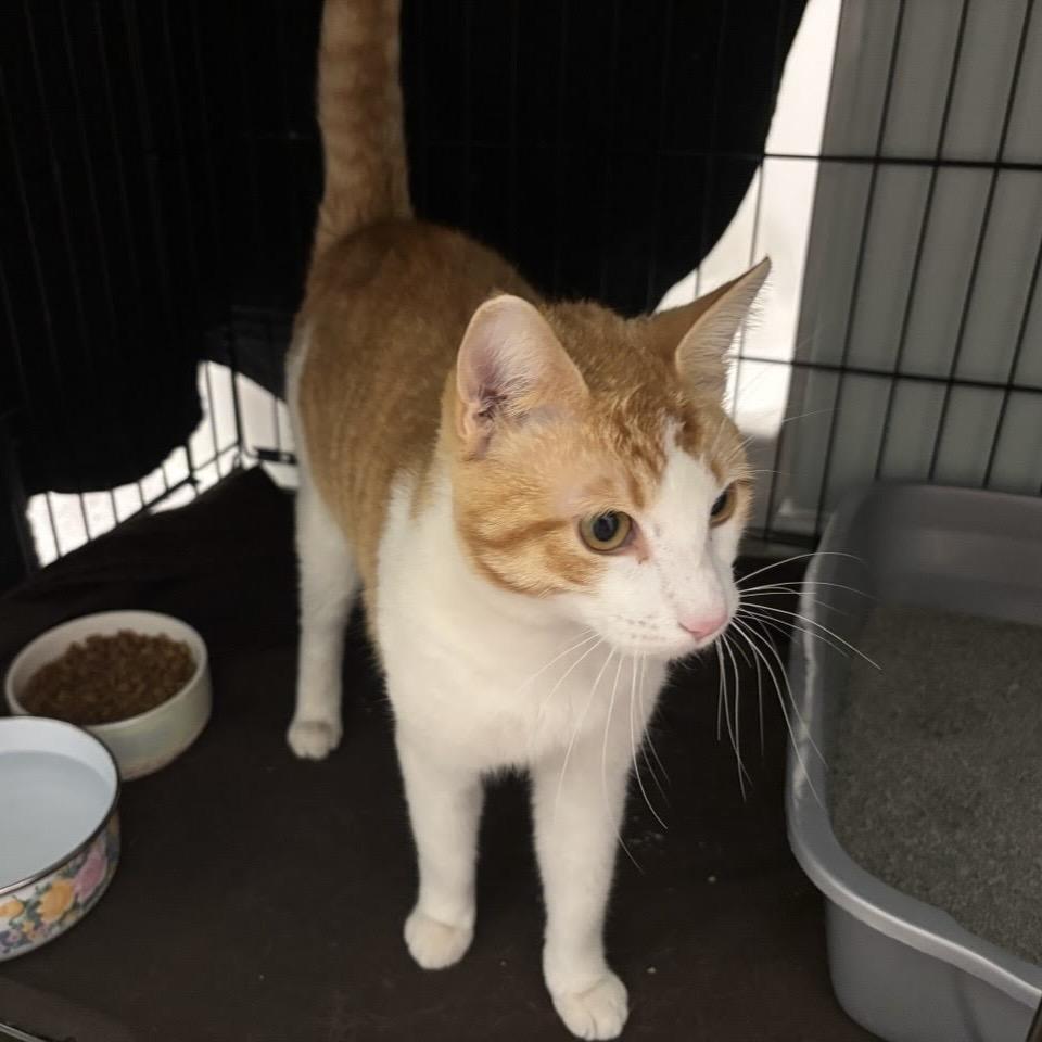 Enlarge Mr Potts, a Adoptable Domestic Short Hair in Williston, FL image 3/6