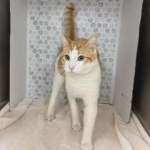 Enlarge Mr Potts, a Adoptable Domestic Short Hair in Williston, FL image 4/6