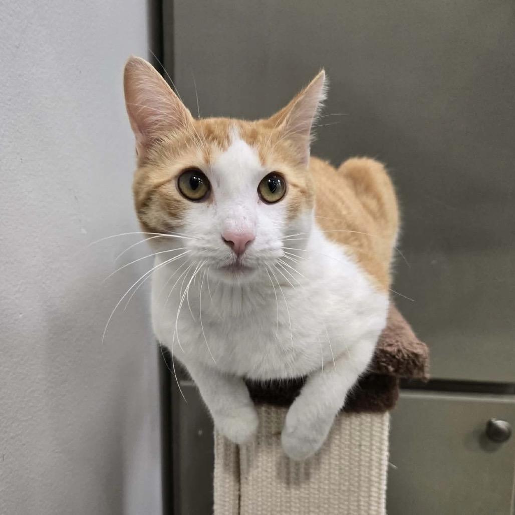 Enlarge Mr Potts, a Adoptable Domestic Short Hair in Williston, FL image 5/6
