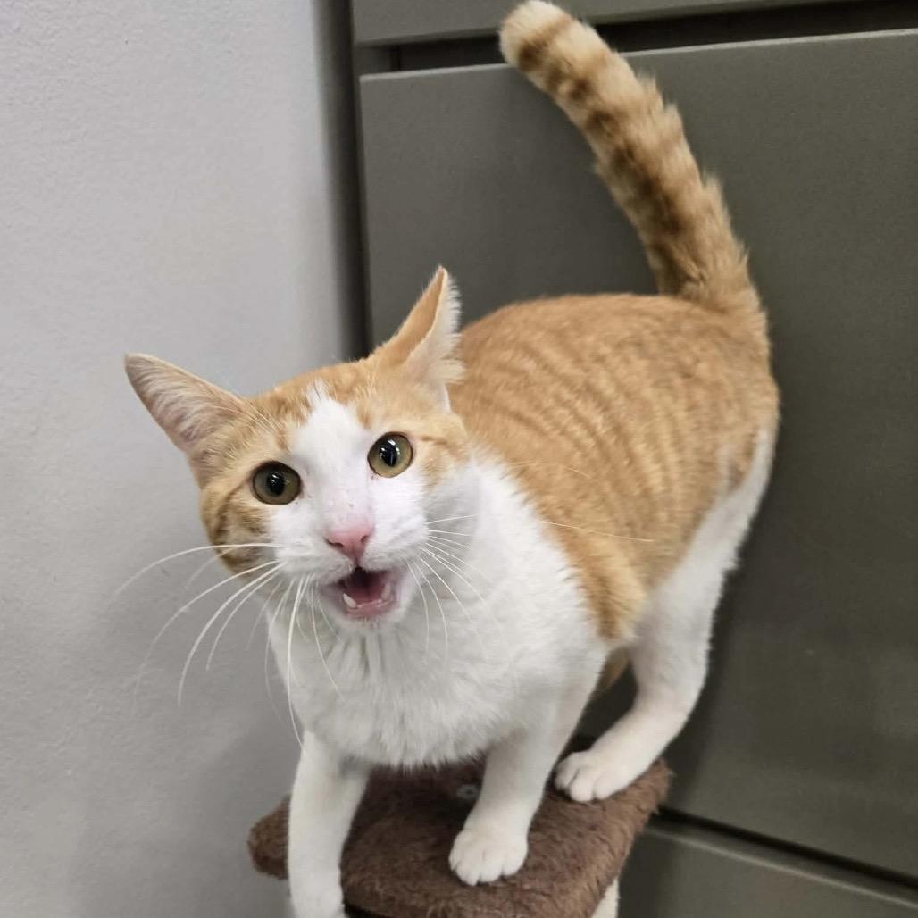 Enlarge Mr Potts, a Adoptable Domestic Short Hair in Williston, FL image 6/6