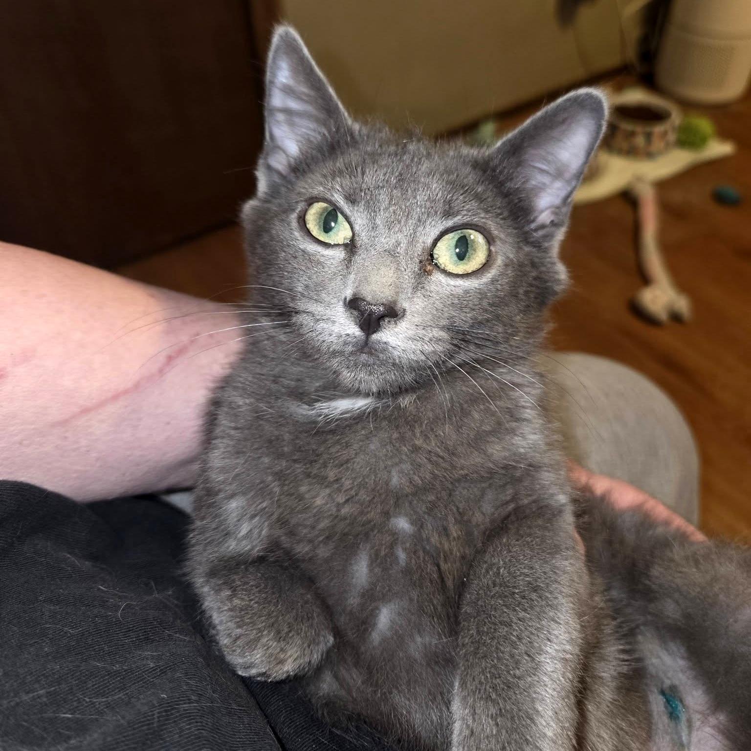 Enlarge Masie, a ADOPTABLE Domestic Short Hair in Pittsburgh, PA image 1/5