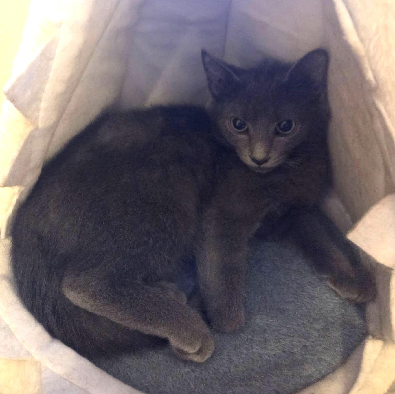 Enlarge Masie, a ADOPTABLE Domestic Short Hair in Pittsburgh, PA image 5/5