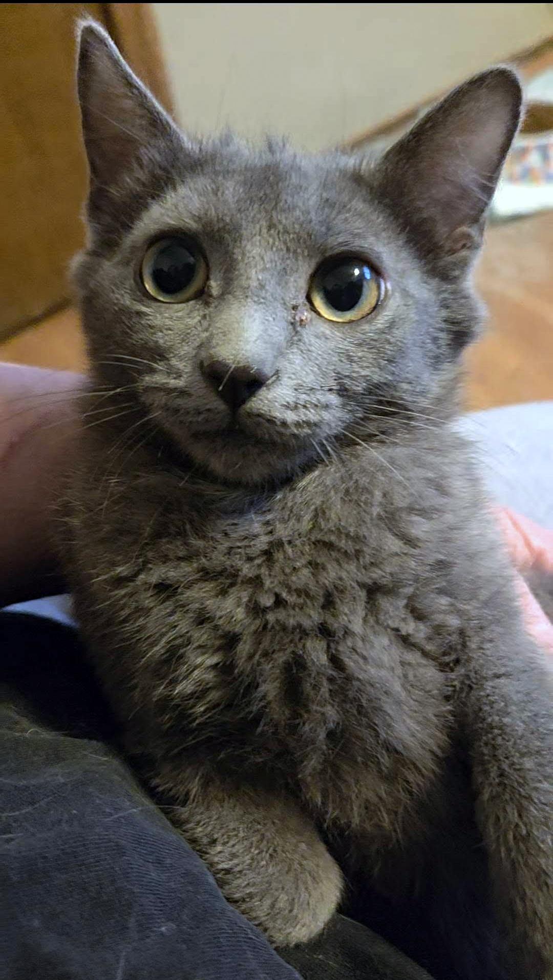 Enlarge Masie, a ADOPTABLE Domestic Short Hair in Pittsburgh, PA image 3/5