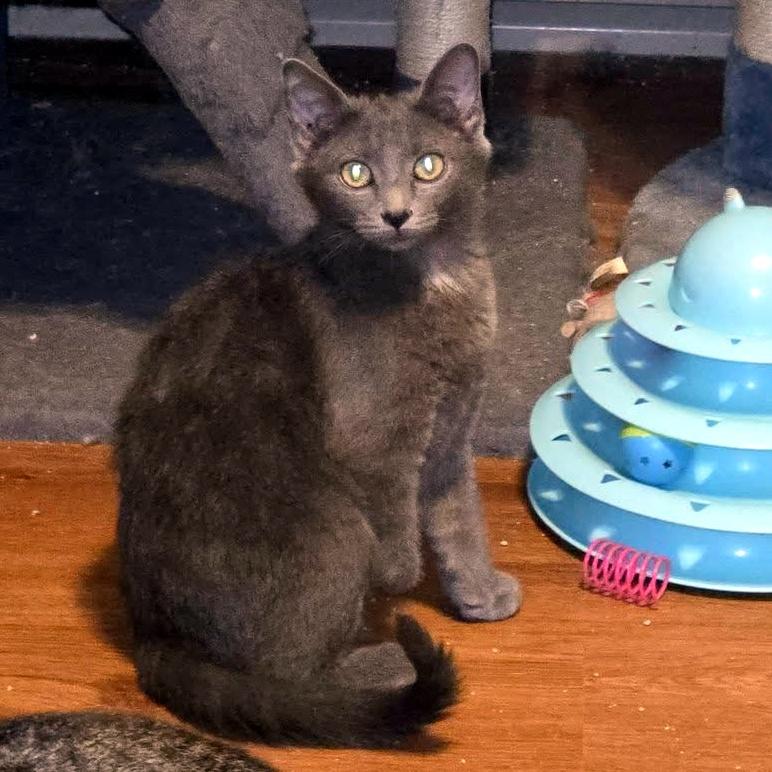 Enlarge Masie, a ADOPTABLE Domestic Short Hair in Pittsburgh, PA image 4/5