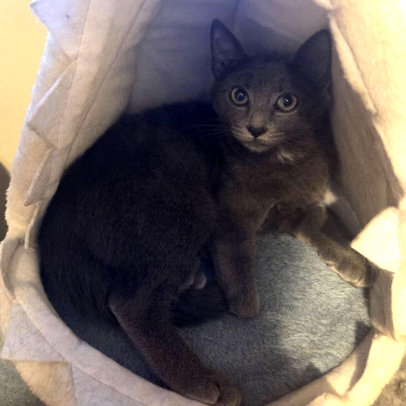 Enlarge Masie, a ADOPTABLE Domestic Short Hair in Pittsburgh, PA image 2/5