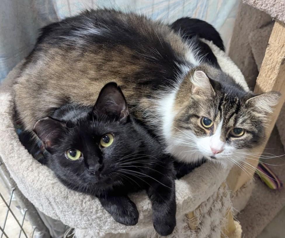 Enlarge Sundae & Eclair, a Adoptable Domestic Long Hair in Eugene, OR image 1/3