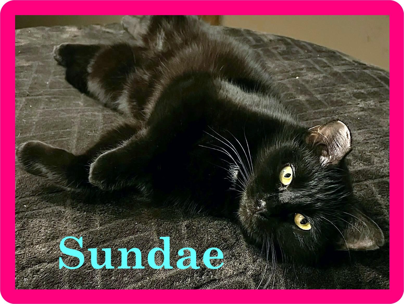 Enlarge Sundae & Eclair, a Adoptable Domestic Long Hair in Eugene, OR image 2/3