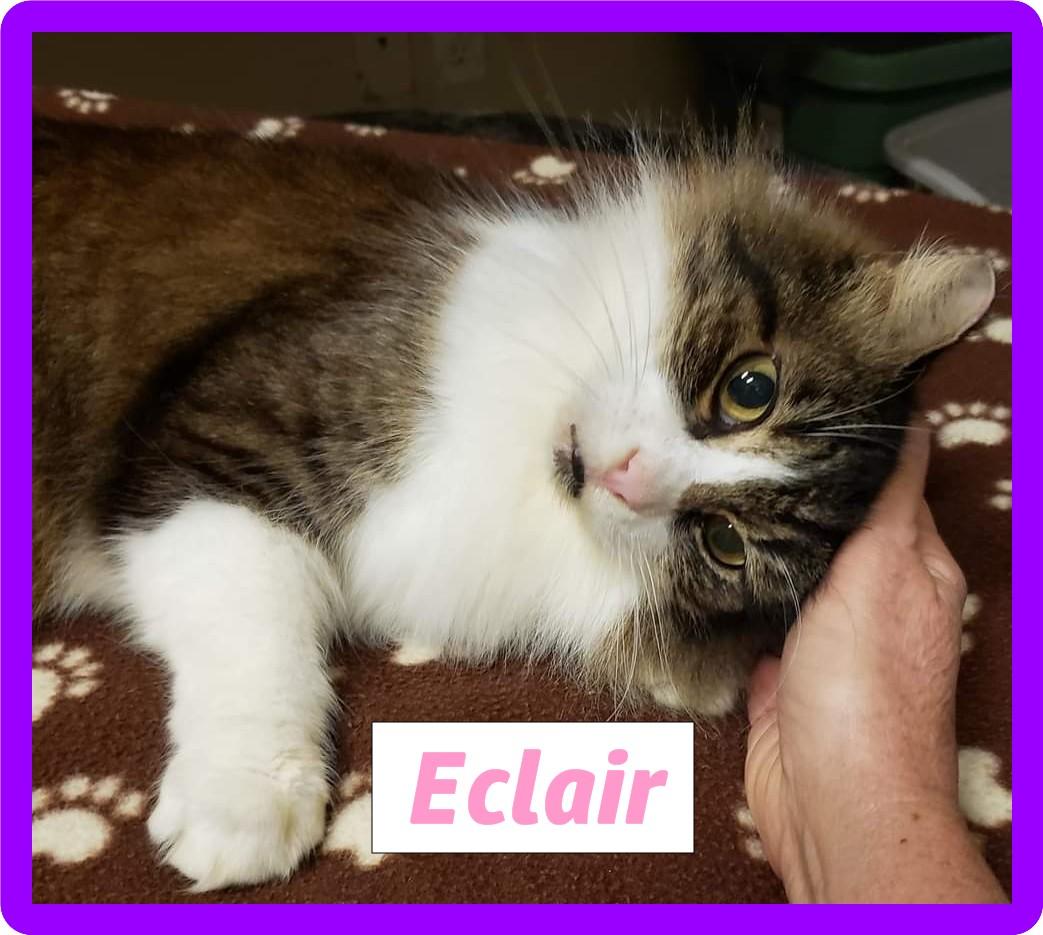 Enlarge Sundae & Eclair, a Adoptable Domestic Long Hair in Eugene, OR image 3/3