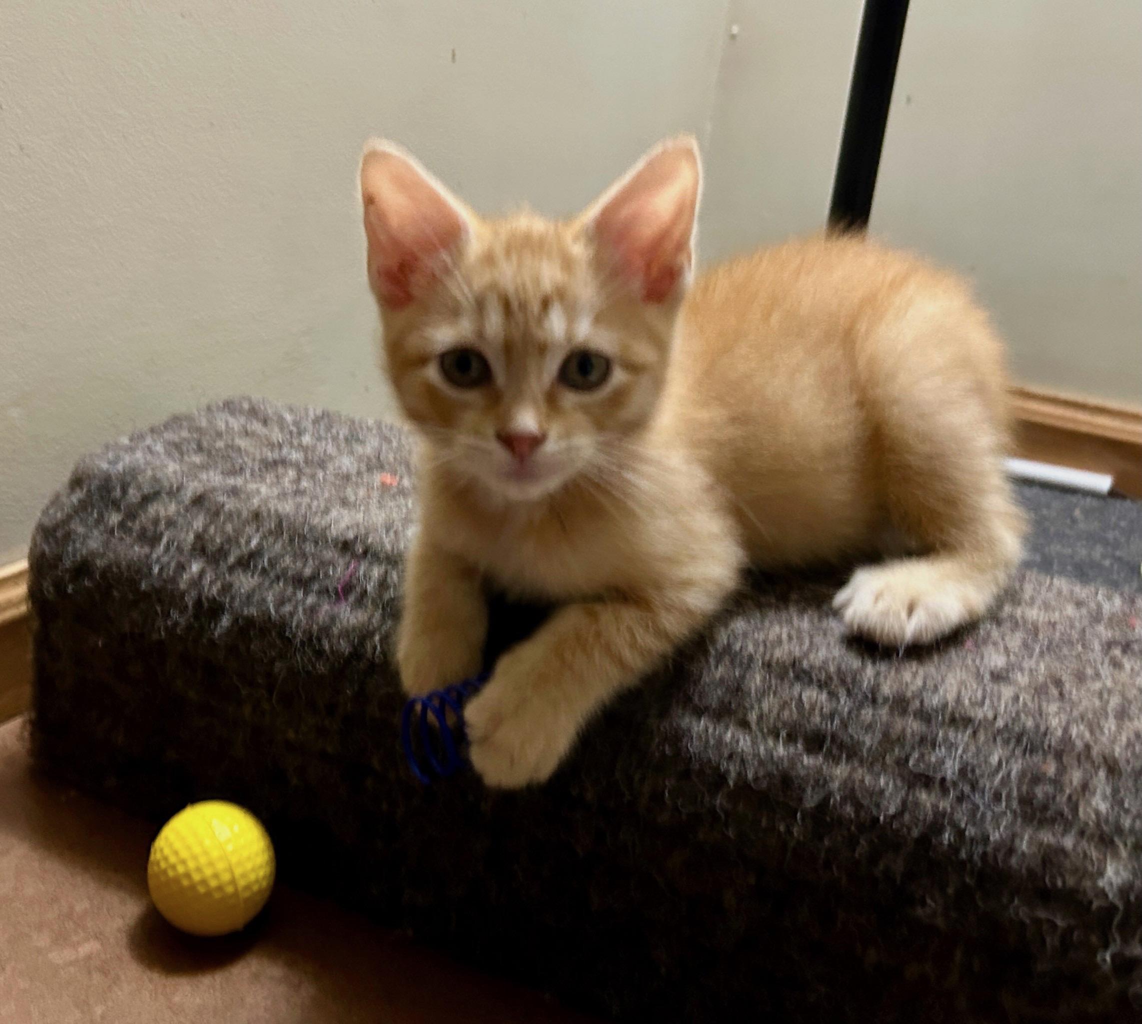 Jimmy, an adoptable Domestic Short Hair in Eden Prairie, MN image 3/3