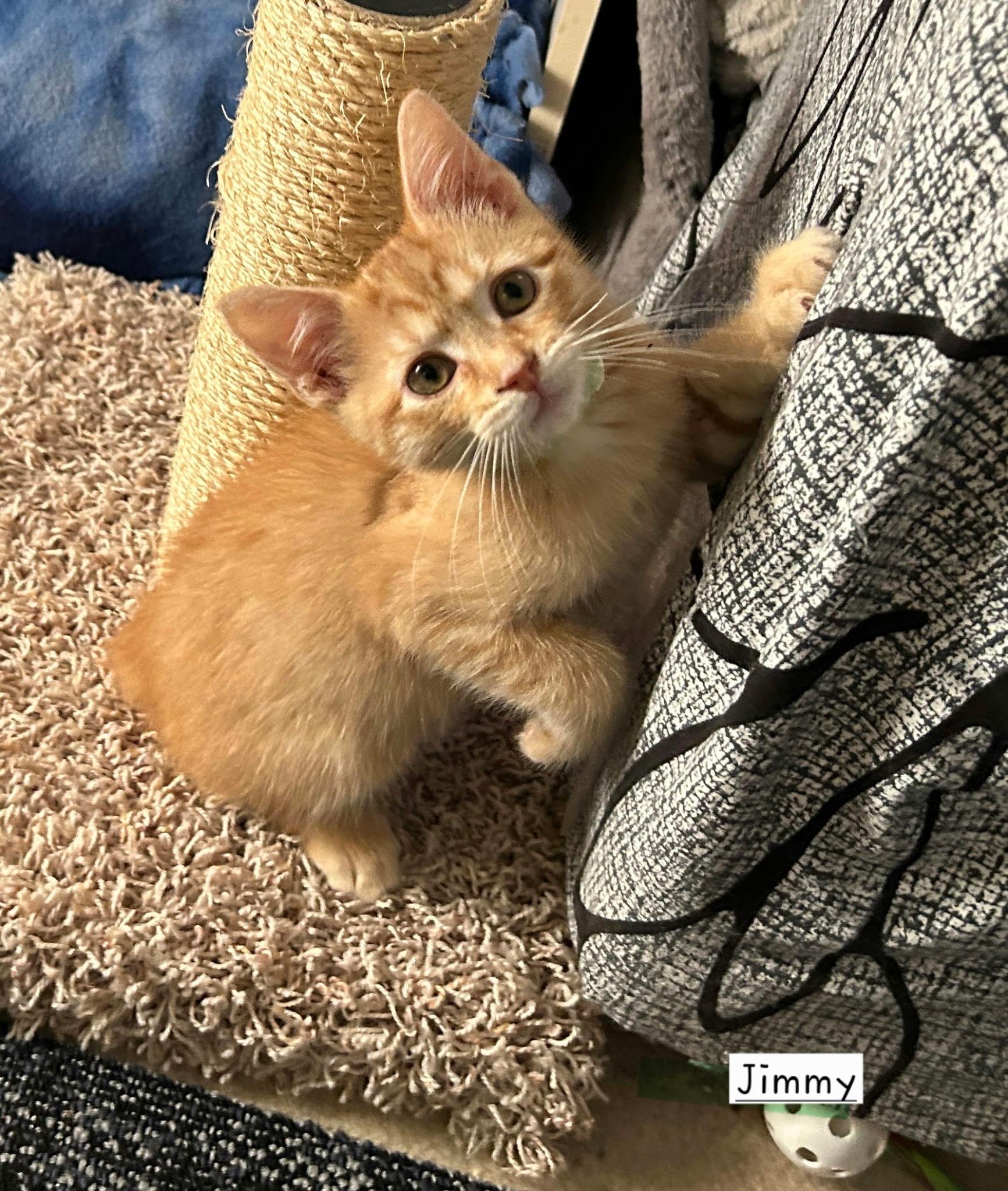 Jimmy, an adoptable Domestic Short Hair in Eden Prairie, MN image 1/3