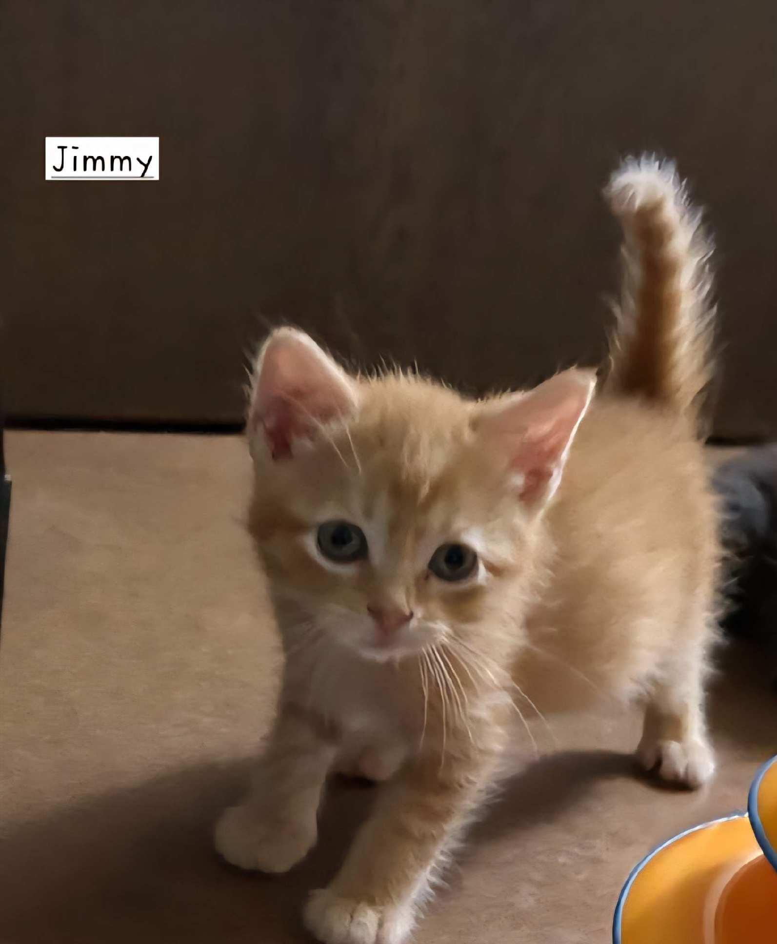 Jimmy, an adoptable Domestic Short Hair in Eden Prairie, MN image 2/3