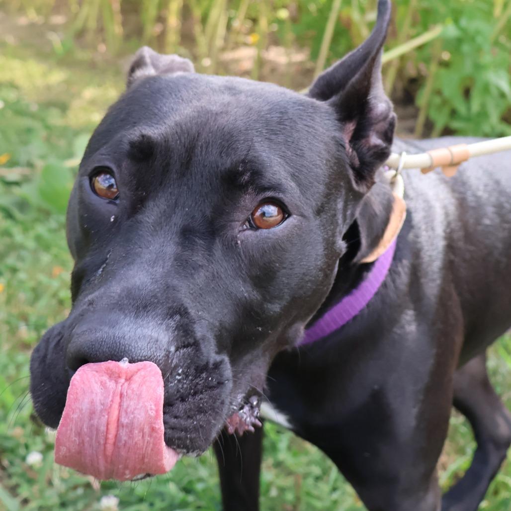 Enlarge Chappell Bones, a Adoptable Mixed Breed in Saint Charles, MO image 1/6