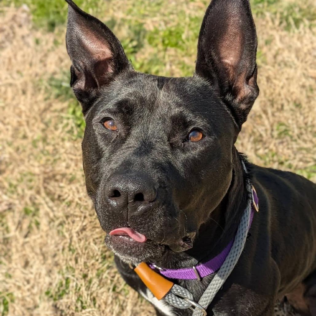 Enlarge Chappell Bones, a Adoptable Mixed Breed in Saint Charles, MO image 1/6