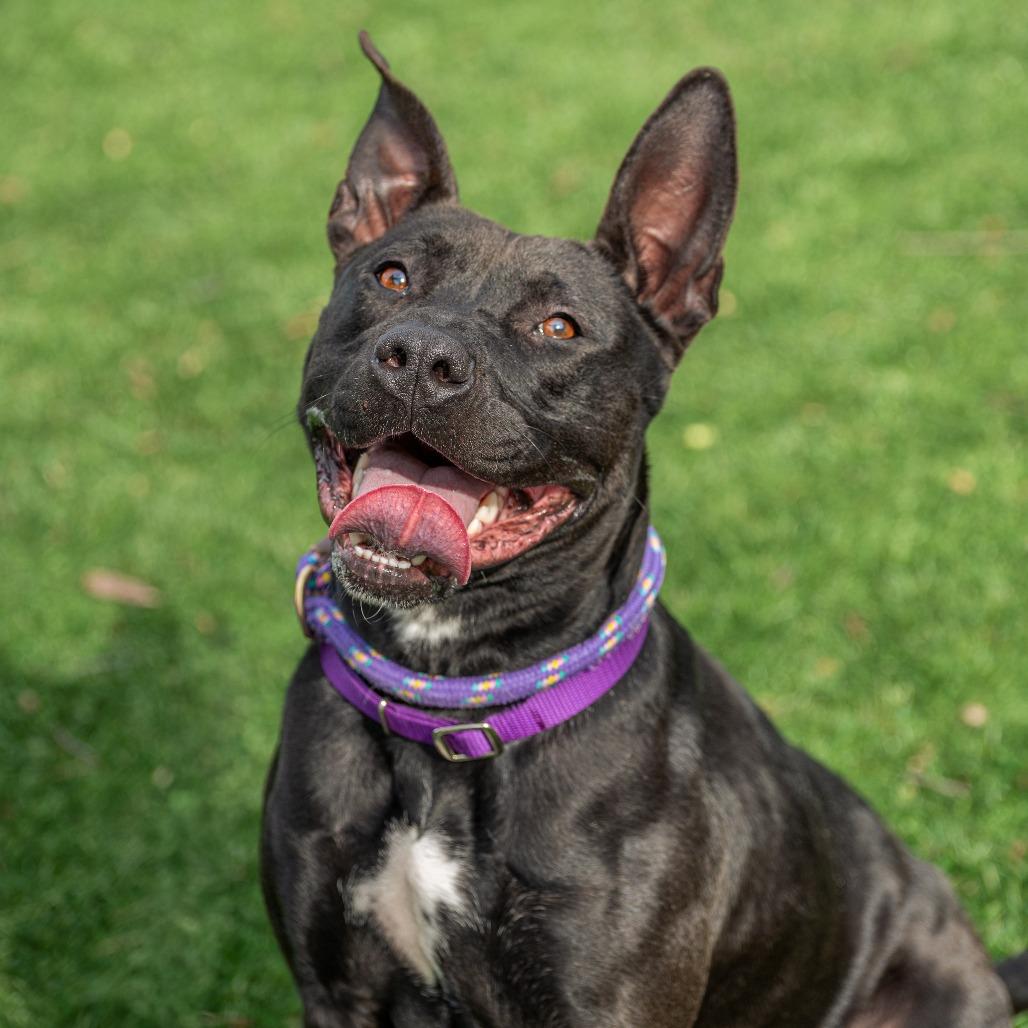 Enlarge Chappell Bones, a Adoptable Mixed Breed in Saint Charles, MO image 2/6