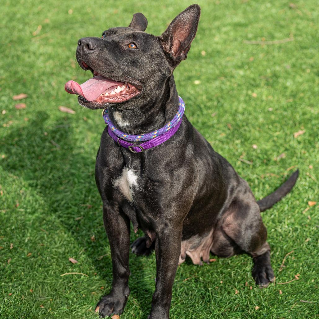 Enlarge Chappell Bones, a Adoptable Mixed Breed in Saint Charles, MO image 3/6