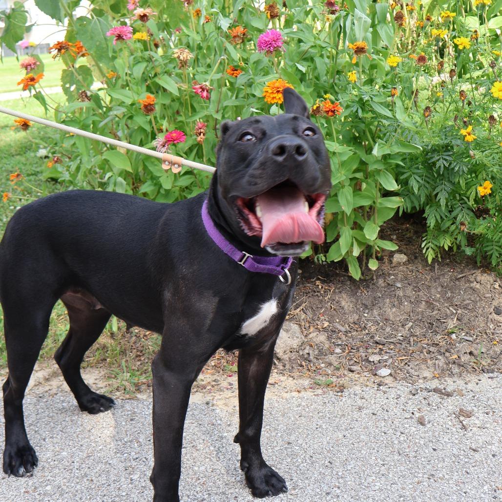 Enlarge Chappell Bones, a Adoptable Mixed Breed in Saint Charles, MO image 4/6