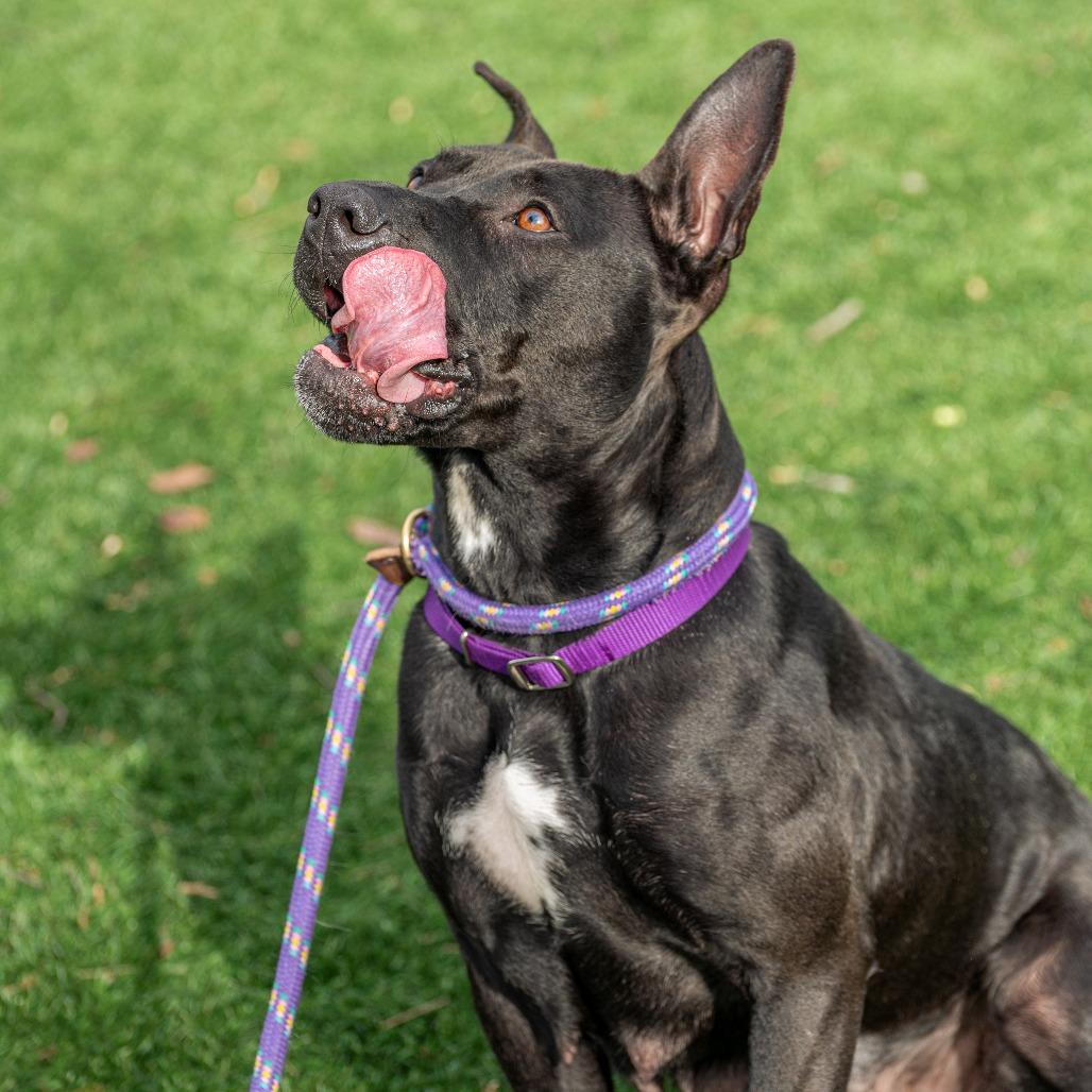 Enlarge Chappell Bones, a Adoptable Mixed Breed in Saint Charles, MO image 4/6