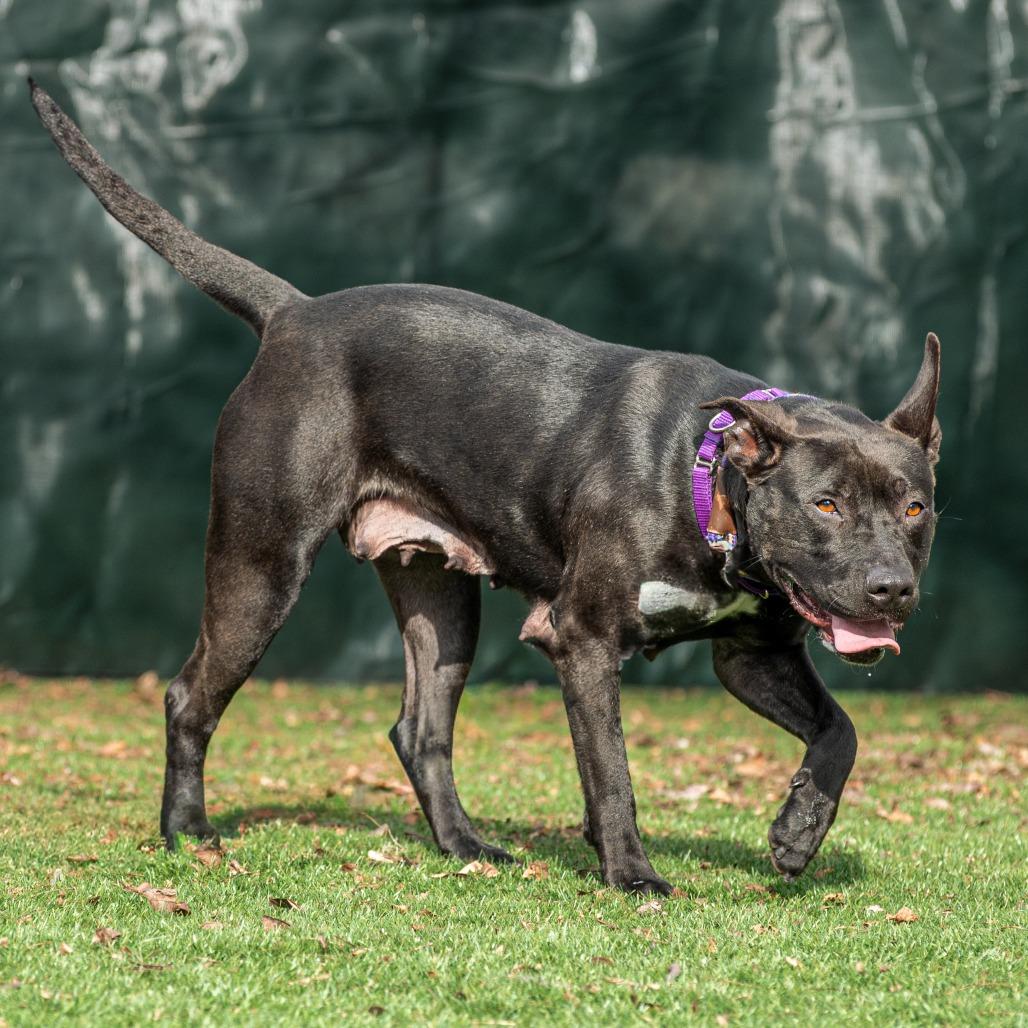 Enlarge Chappell Bones, a Adoptable Mixed Breed in Saint Charles, MO image 5/6