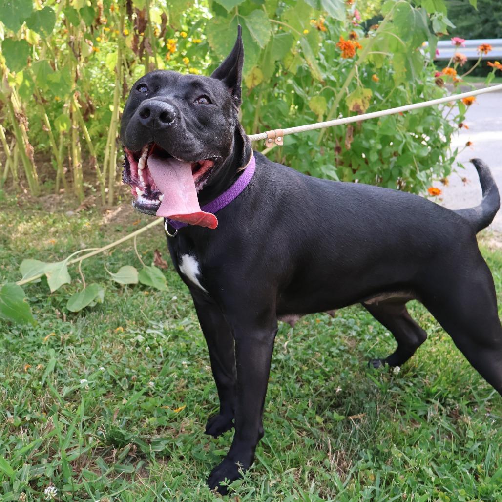 Enlarge Chappell Bones, a Adoptable Mixed Breed in Saint Charles, MO image 5/6