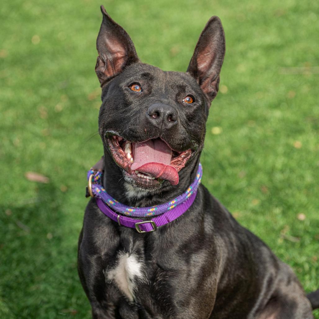 Enlarge Chappell Bones, a Adoptable Mixed Breed in Saint Charles, MO image 6/6