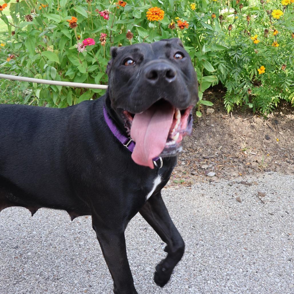 Enlarge Chappell Bones, a Adoptable Mixed Breed in Saint Charles, MO image 6/6