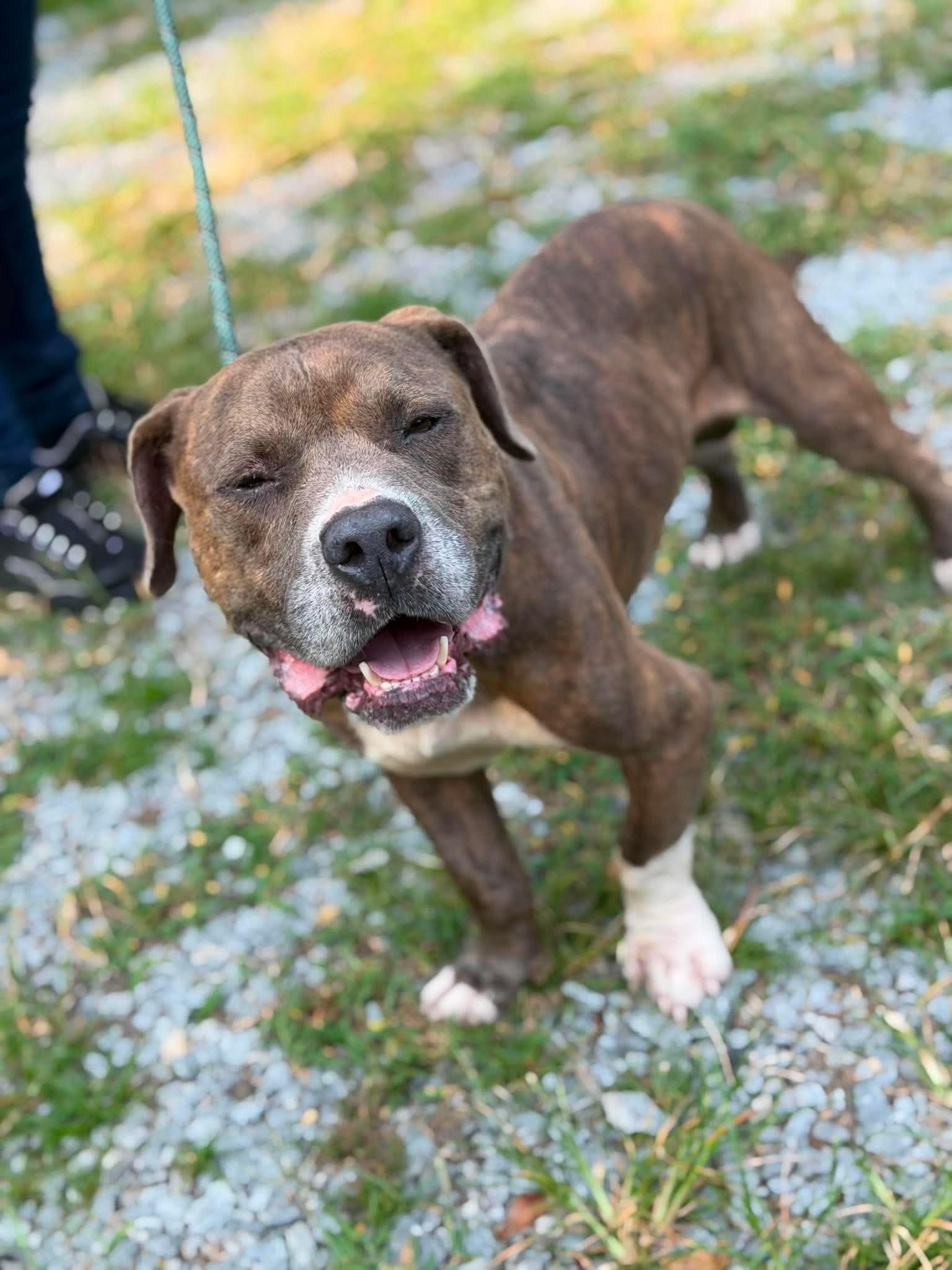 Enlarge Bobby, a ADOPTABLE mixed breed in Elizabethtown, NC image 1/1