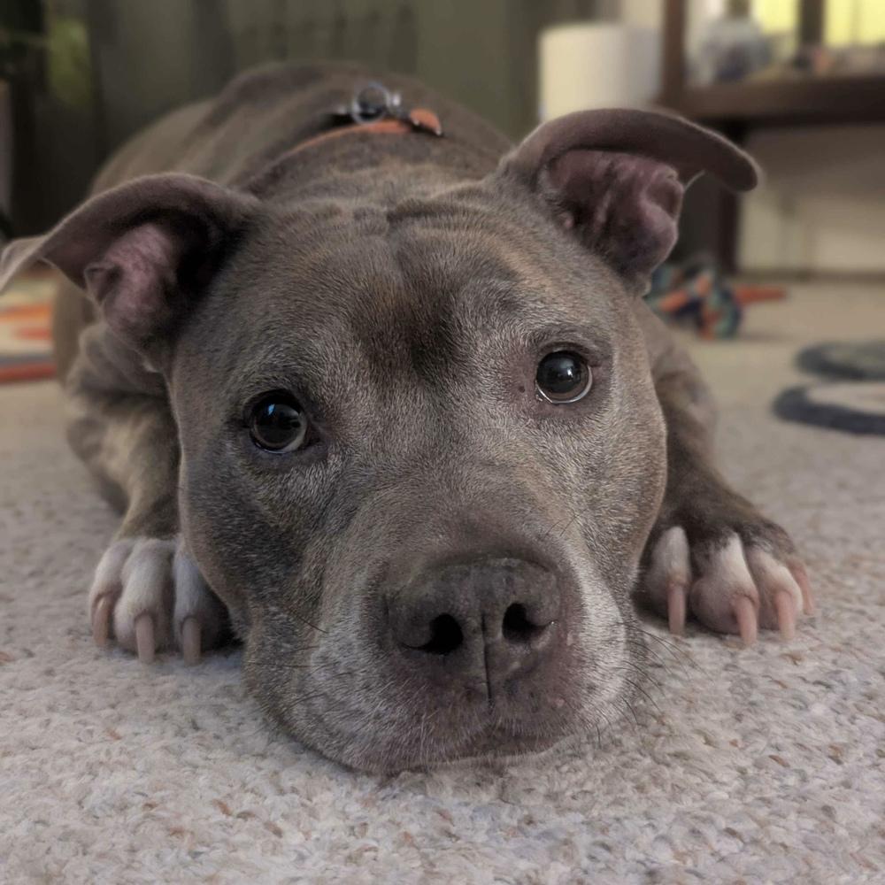 Enlarge Roxi - FOSTER NEEDED, a Adoptable Pit Bull Terrier in Seattle, WA image 1/6