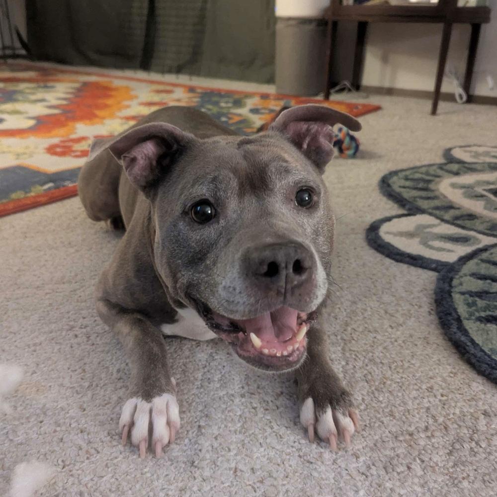 Enlarge Roxi - FOSTER NEEDED, a Adoptable Pit Bull Terrier in Seattle, WA image 2/6