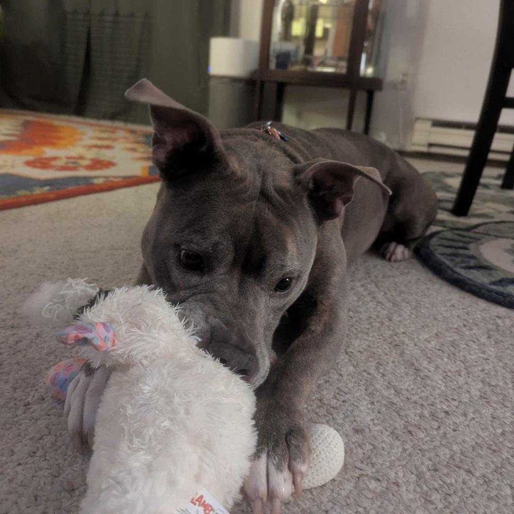 Enlarge Roxi - FOSTER NEEDED, a Adoptable Pit Bull Terrier in Seattle, WA image 3/6