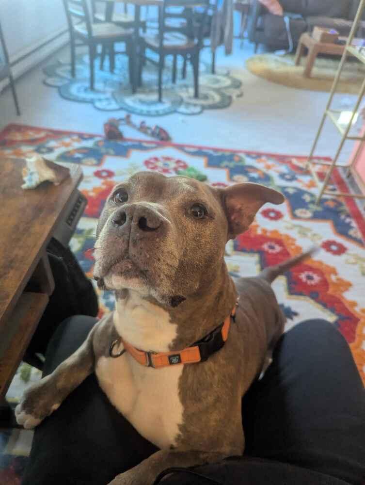 Enlarge Roxi - FOSTER NEEDED, a Adoptable Pit Bull Terrier in Seattle, WA image 4/6