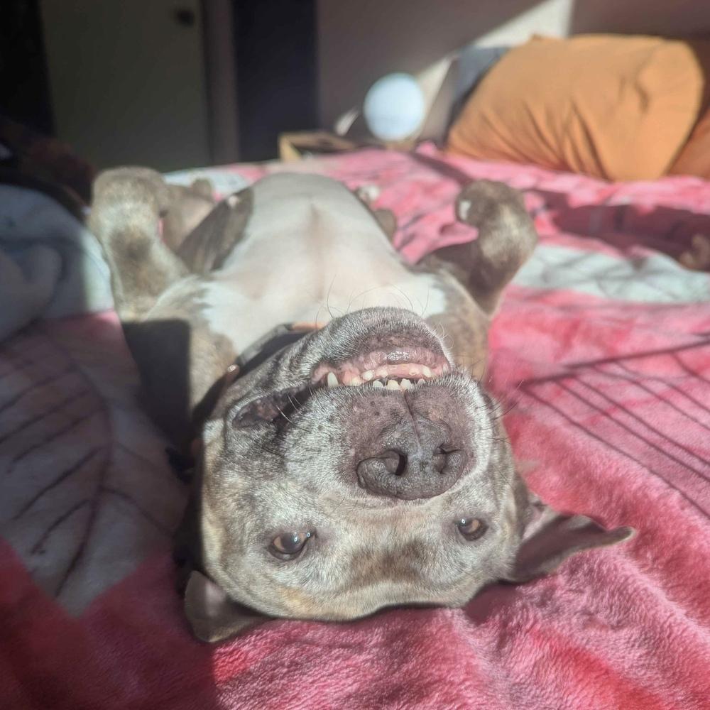 Enlarge Roxi - FOSTER NEEDED, a Adoptable Pit Bull Terrier in Seattle, WA image 5/6