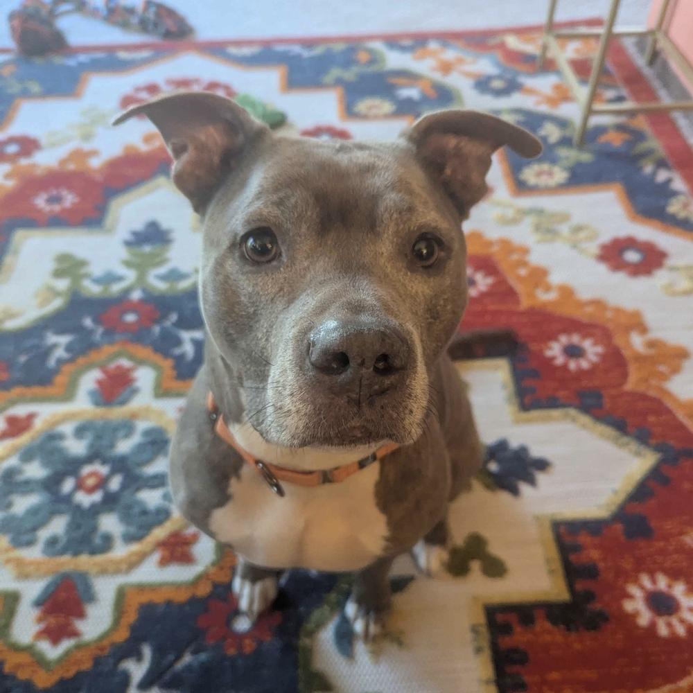 Enlarge Roxi - FOSTER NEEDED, a Adoptable Pit Bull Terrier in Seattle, WA image 6/6