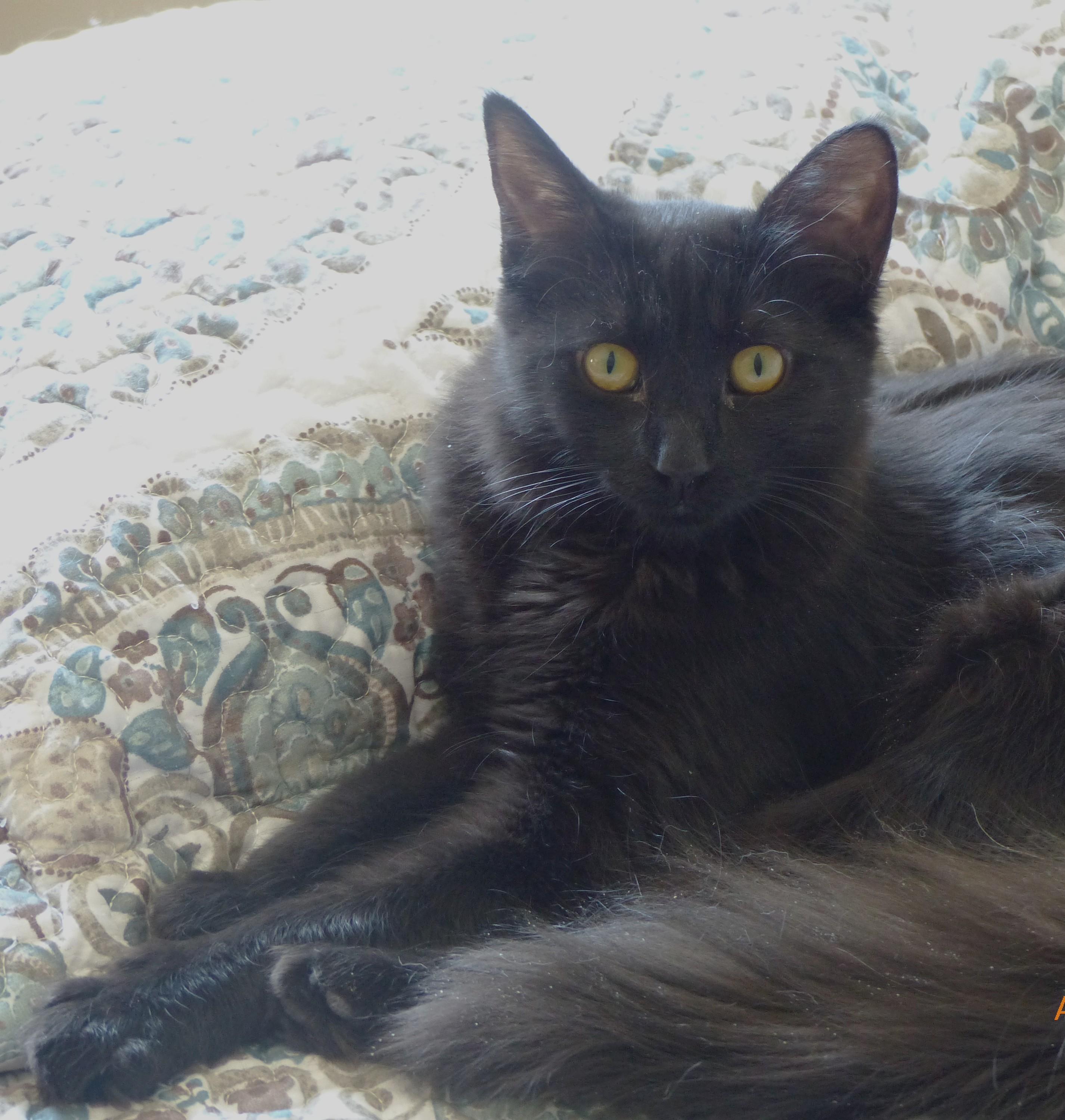 Rosy, a Adoptable Tabby in Stoney Creek, ON image 2/4