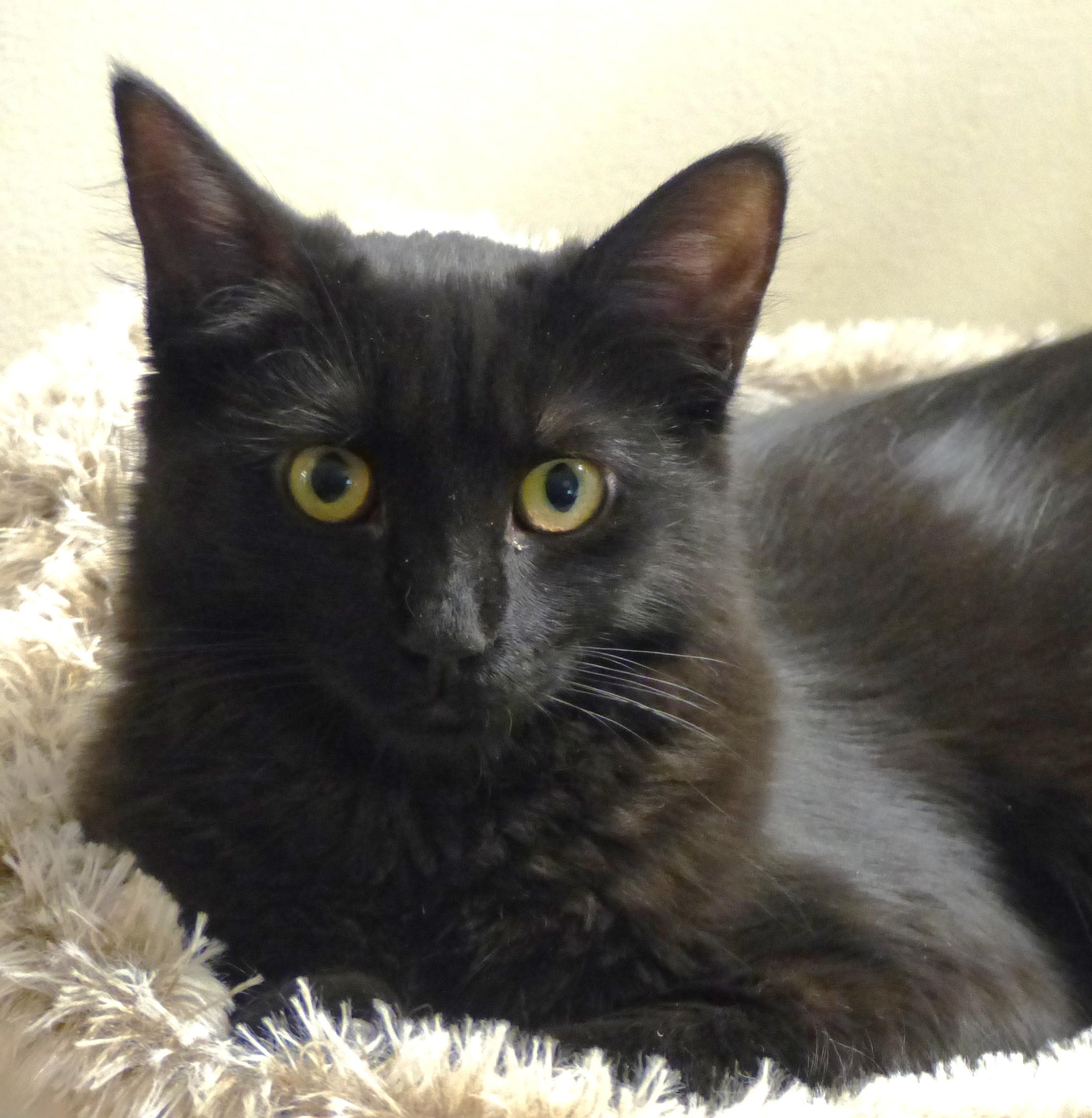 Rosy, a Adoptable Tabby in Stoney Creek, ON image 3/4