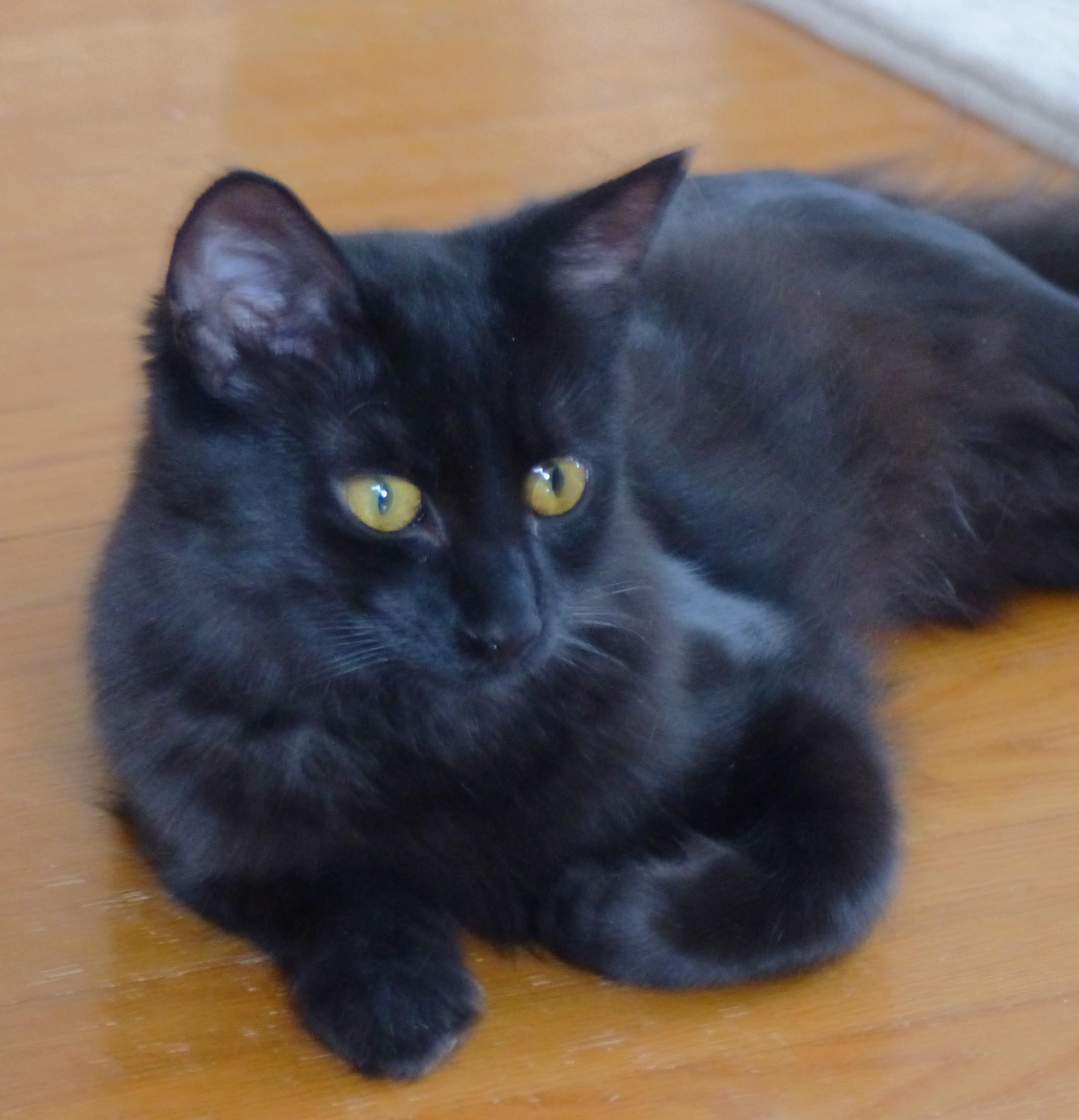 Rosy photo 3