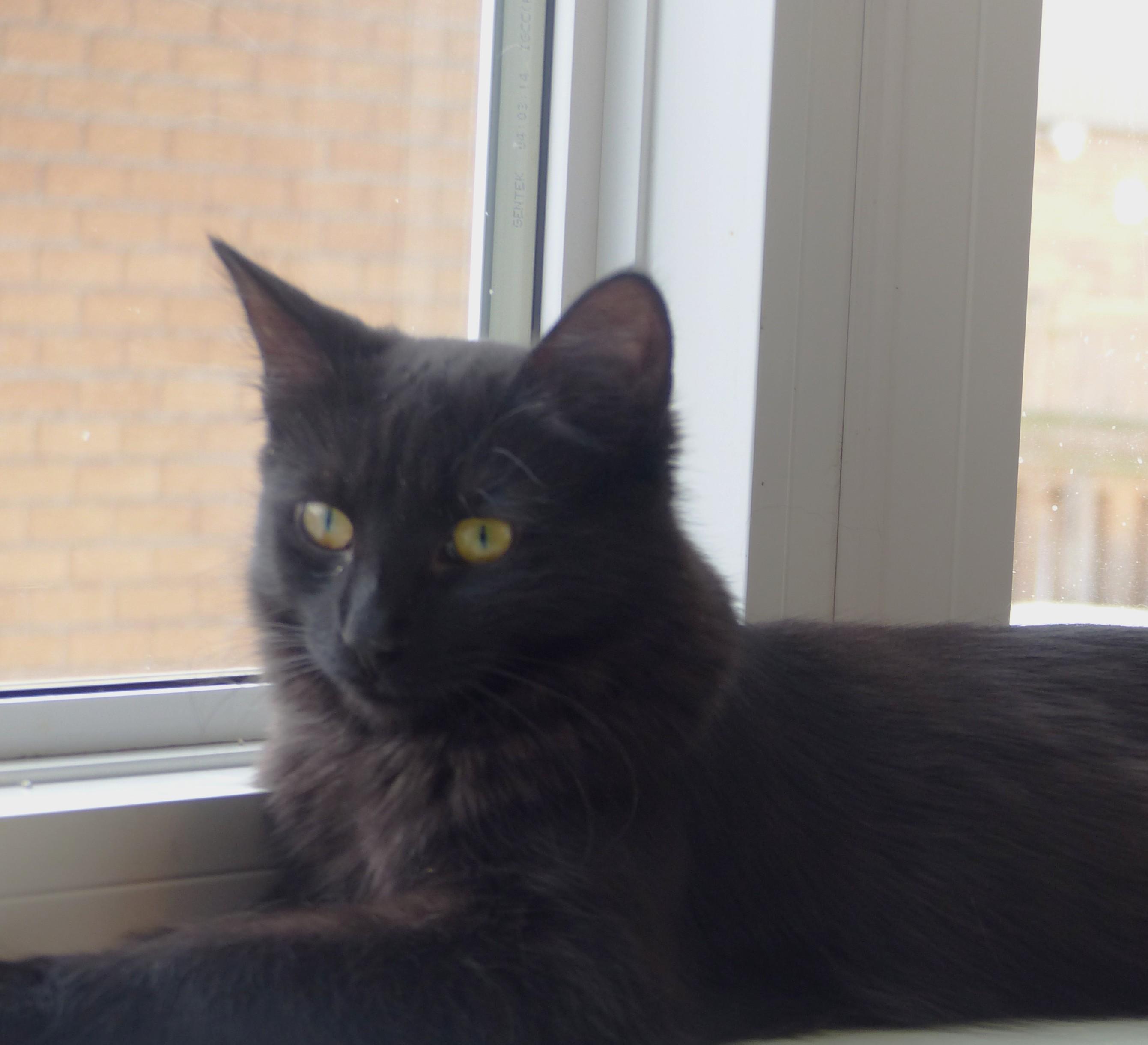 Rosy, a Adoptable Tabby in Stoney Creek, ON image 4/4