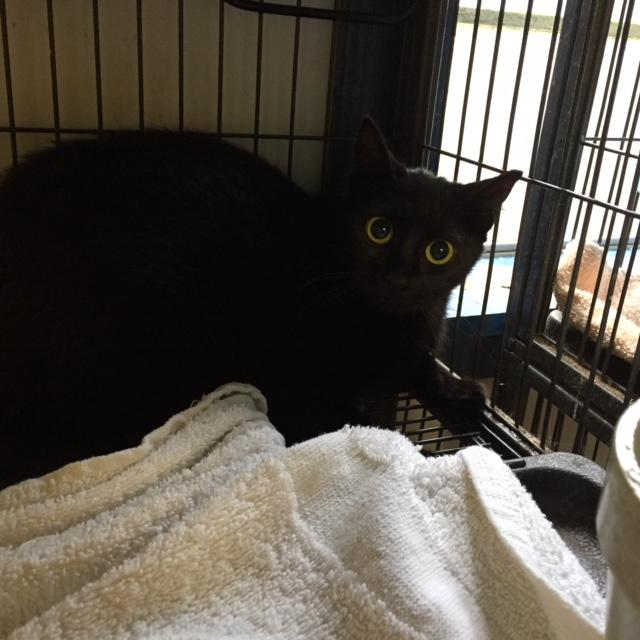 Enlarge Zelda, a Adoptable Bombay in Porter, TX image 1/2