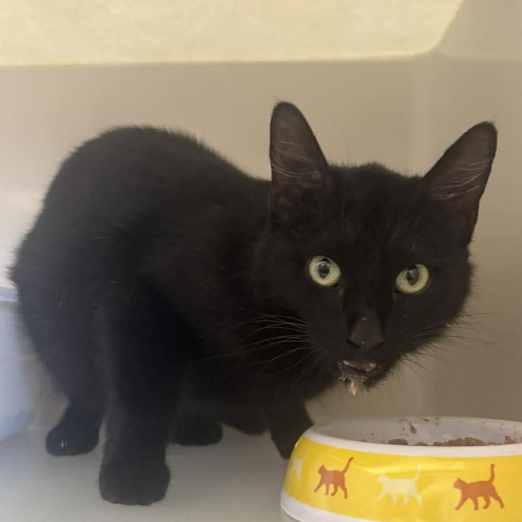 Joy, Adoptable, Adult Female Domestic Medium Hair.