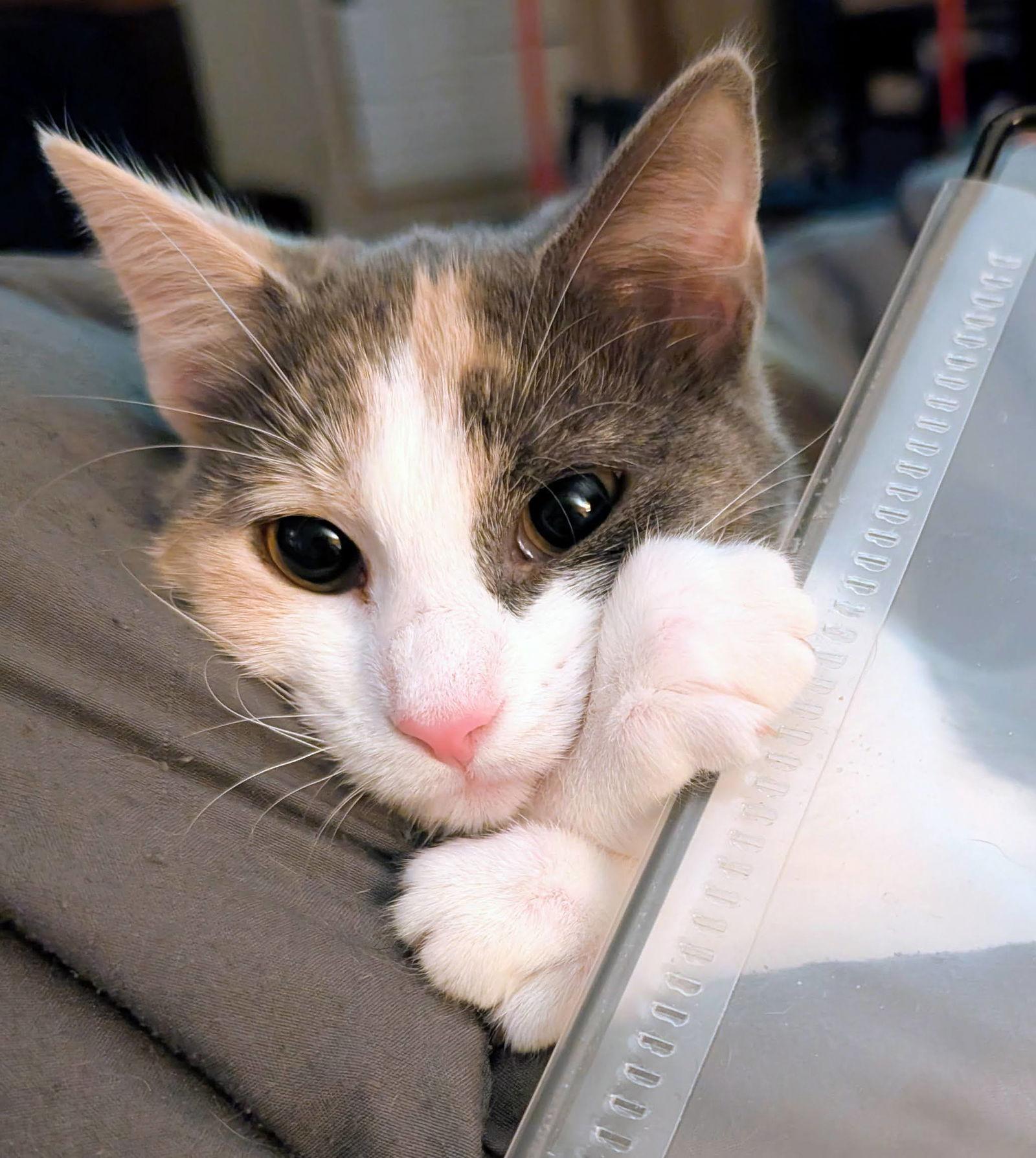 Enlarge Pip, a Adoptable Domestic Short Hair in Reston, VA image 1/3