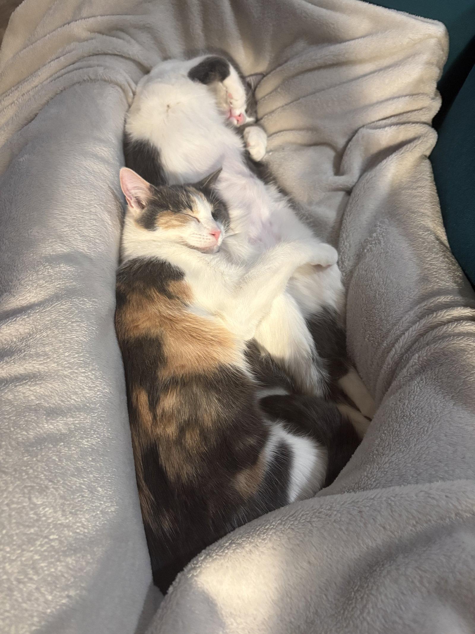 Enlarge Pip, a Adoptable Domestic Short Hair in Reston, VA image 2/3