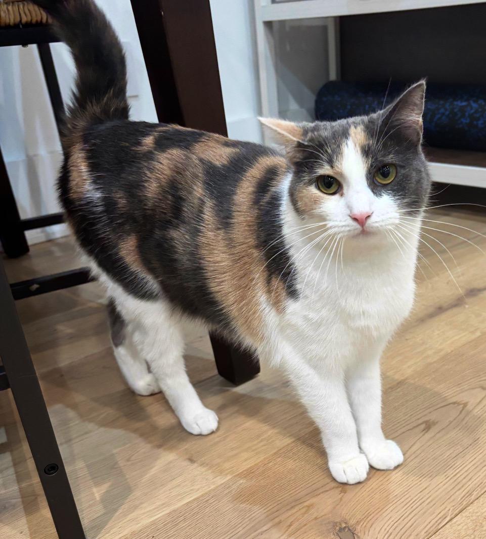 Enlarge Pip (Pippa), a Adoptable Domestic Short Hair in Leesburg, VA image 2/4
