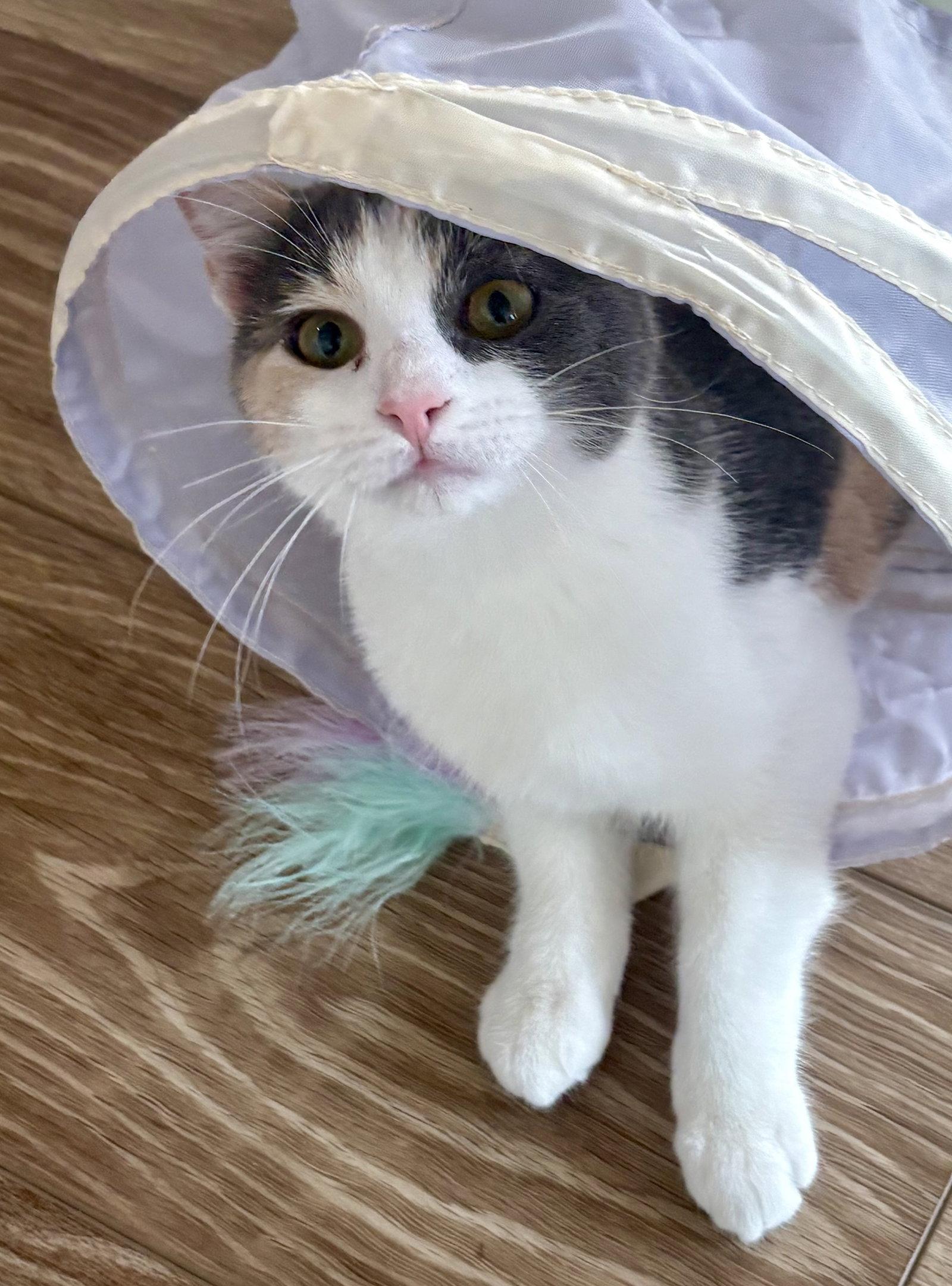 Enlarge Pip, a Adoptable Domestic Short Hair in Reston, VA image 3/3