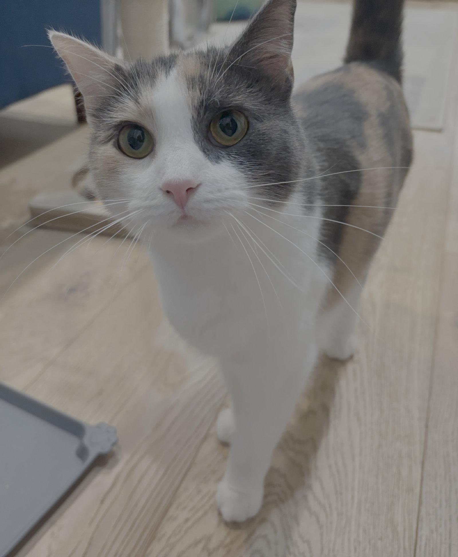 Enlarge Pip (Pippa), a Adoptable Domestic Short Hair in Leesburg, VA image 4/4