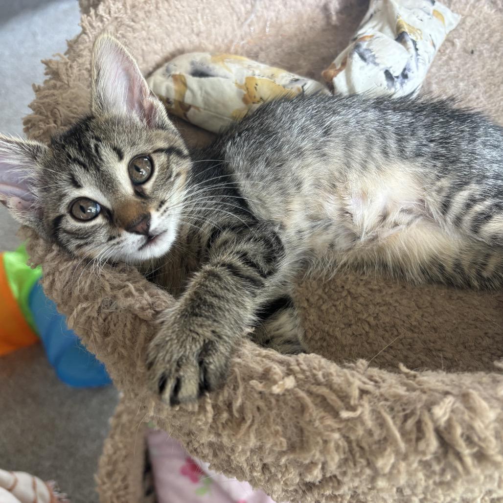 Billy the Kit, Adoptable, Kitten Male Domestic Short Hair.