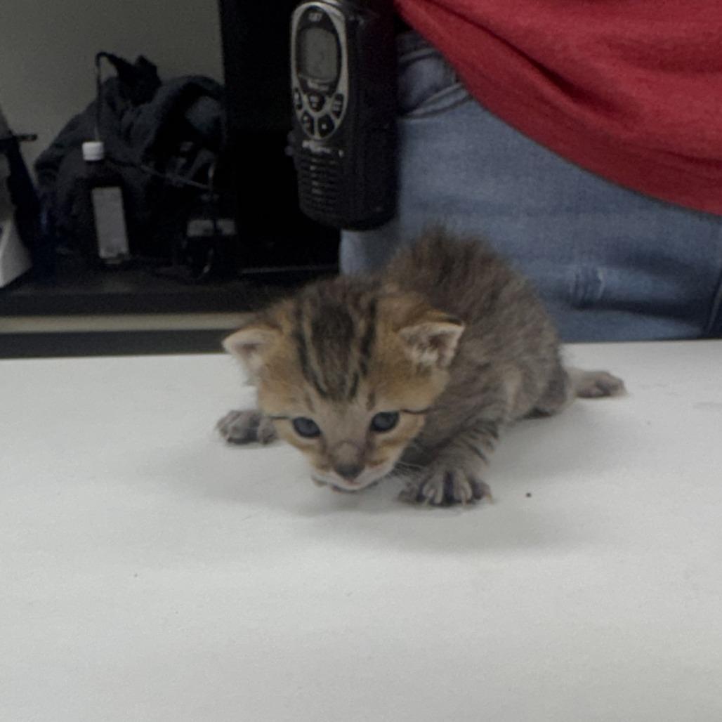 Billy the Kit, a Adoptable Domestic Short Hair in Starkville, MS image 2/2
